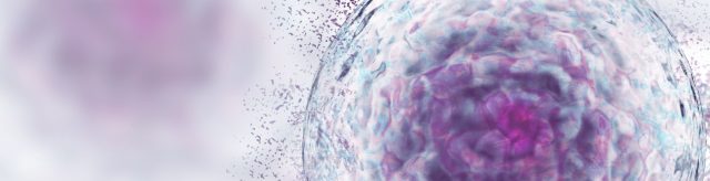 IM FOKUS: Multiples Myelom
